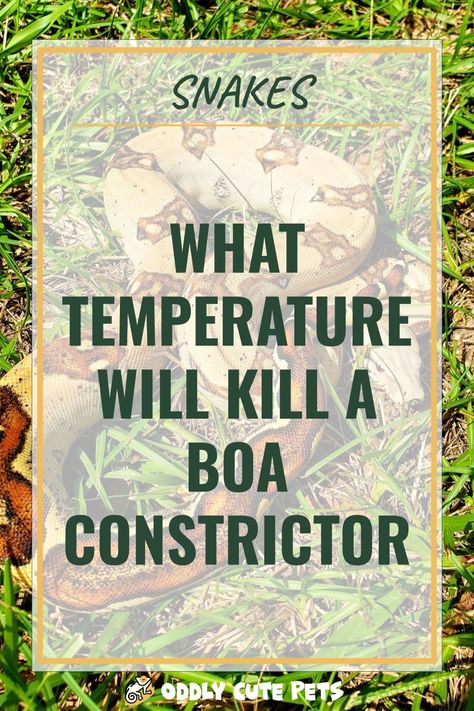 Boa Constrictor Enclosure, Boa Enclosure, Diy Reptile, Snake Enclosure, Boa Constrictor, Cold Side, Reptile Habitat, Good Environment, Digital Thermometer