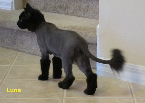 1000+ images about dog hair on Pinterest | Haircuts, Poodle ... Funny Cat Haircut, Shaved Cats Ideas, Cat Haircut Ideas, Cat Haircuts, Persian Cat Haircut, Cat Grooming Styles, Cats Tuxedo, Elvis Hair, Shaved Cat