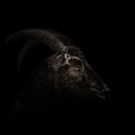 The Witch & Black Phillip : Photo The Vvitch, W.i.t.c.h Fanart, Black Phillip, Black Goat, Blair Witch Project, Traditional Witchcraft, Blair Witch, Film Horror, Witchy Wallpaper