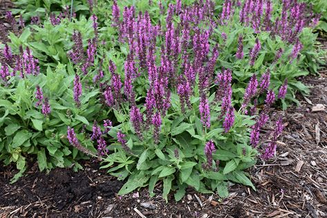 Salvia Garden, Meadow Sage, Garden Sage, Salvia Nemorosa, Fuchsia Flowers, Perennial Border, Fragrant Plant, Flower Spike, Herbaceous Perennials