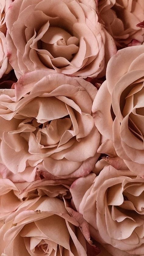 Iphone Wallpapers, Pink Roses, Close Up, Phone Wallpaper, Ios, Iphone Wallpaper, Mood Board, Roses, Screen