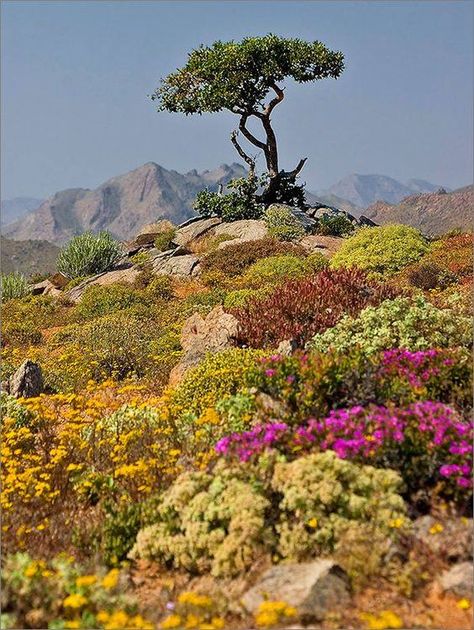 Composition Photo, Northern Cape, Nature And Wildlife, Africa Do Sul, Lone Tree, Out Of Africa, Southern Africa, Beautiful World, Beautiful Landscapes