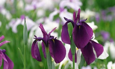 Japanese Gardens - The Best Plants to Grow in your Garden Iris Variegata, Louisiana Gardening, Iris Ensata, Water Iris, Red Iris, Dutch Iris, Japanese Iris, Dark Purple Flowers, Japanese Flag