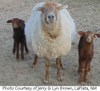 Ca red sheep Sheep Ranch, Red Sheep, Suffolk Sheep, Sheep Breeds, Counting Sheep, Sheep Farm, Sheep And Lamb, Spinning Fiber, Pet Odors