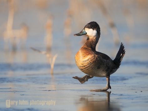 Ruddy Duck, male, walking on ice. Vic Fazio Yolo Wildlife Area, California, Waterfowl Taxidermy, Pet Ducks, Cute Ducklings, Duck House, Duck Pond, Funny Duck, Young Animal, Game Birds, Bird Silhouette