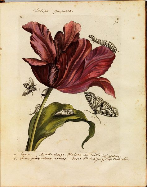 Maria Sibylla Merian, Nature Artists, Illustration Botanique, Botanical Illustration Vintage, Vintage Botanical Prints, Scientific Illustration, Art Courses, Medical Illustration, Botanical Drawings