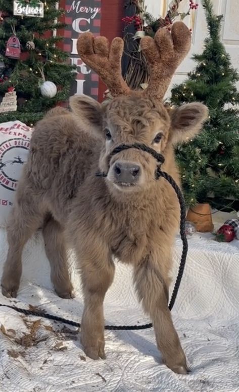 Scotland Outlander, Christmas Cow, Cute Cow, Ready For Christmas, Winter Baby, Christmas Winter, Christmas Tag, Tag Someone, Outlander