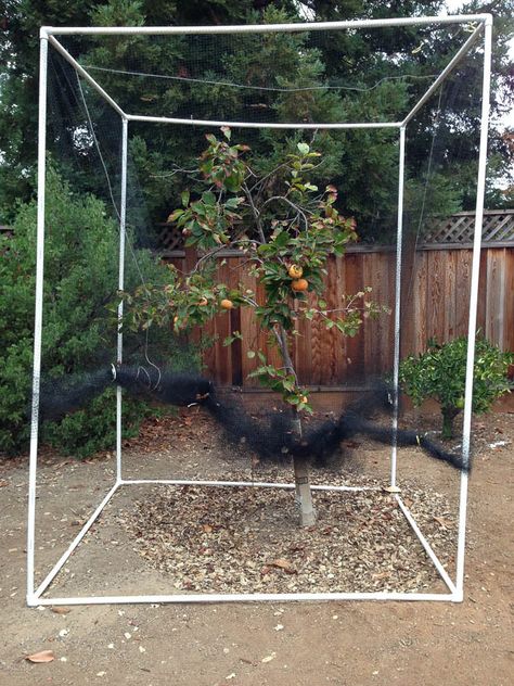 Deer Proof Fruit Trees, Diy Fruit Tree Netting, Fruit Tree Protection, Fruit Tree Archway, Apple Tree Protection From Deer, Bird Netting For Fruit Trees, Eating Fruits And Vegetables, Squirrel Proof Garden, Tree Protection