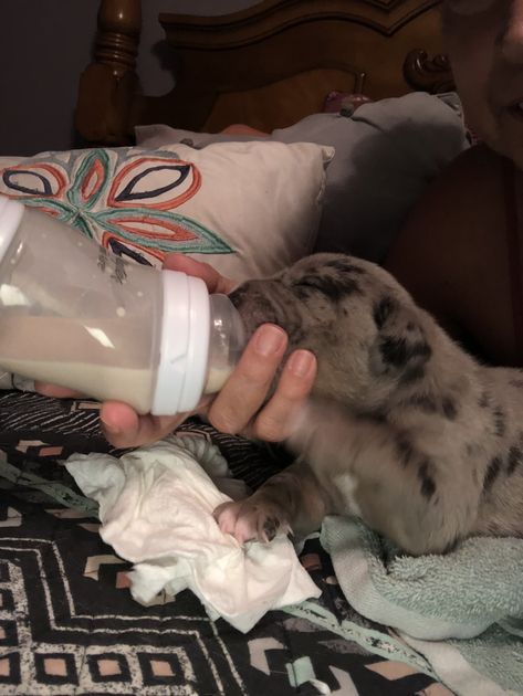 Bottle Feeding PitBull Puppies. Had to use (Infant Newborn Baby Bottles ) 💙 Merle Bully, Newborn Baby Bottles, Blue Merle, Pitbull Puppies, Bottle Feeding, Baby Bottles, Pitbull, Newborn Baby, Puppies