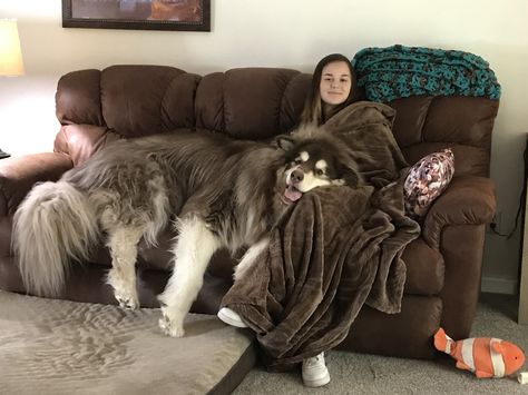 Big Husky, Giant Alaskan Malamute, Alaskan Dog, Malamute Dog, Huge Dogs, Giant Dogs, Gorgeous Cats, Puppies And Kitties, Lap Dogs