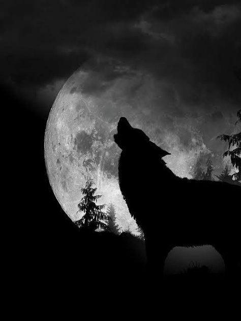 Werewolves Mates, Siblings Aesthetic, Seth Capella, Werewolf Girl, Werewolf Stories, Werewolf Aesthetic, Story Cover, Wolf Artwork, Zodiac Academy