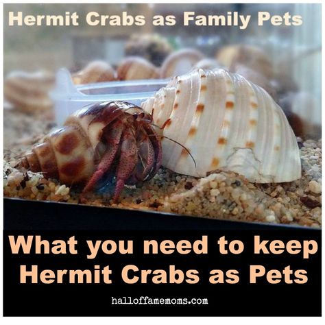 How To Take Care Of A Hermit Crab, Hermit Crab Habitat Ideas Dollar Tree, Hermit Crab Pet, Hermit Crab Habitat Ideas, Hermit Crab Cage, Pet Hermit Crab, Hermit Crab Homes, Crab Habitat, Hermit Crab Habitat