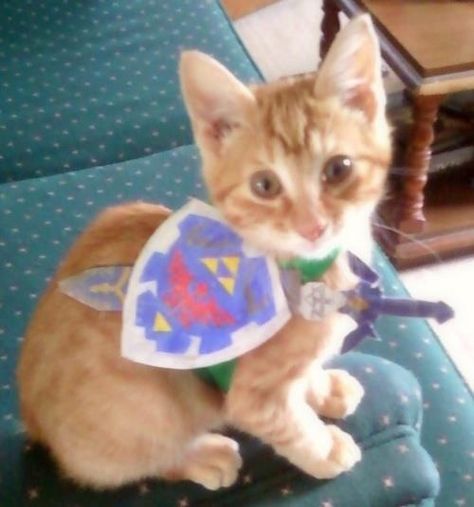 Vicious Animals, Link Cosplay, Zelda Cosplay, Cat Cosplay, Rock N’roll, Love Gif, Silly Cats, Best Cosplay, Crazy Cat Lady