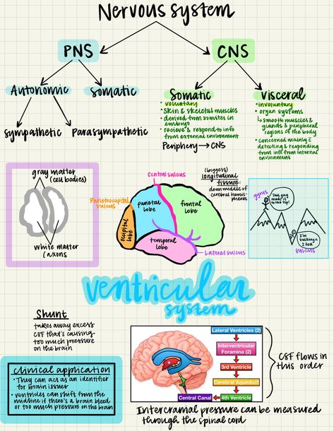 Anatomy notes for PA, nursing and medical students Neuro Anatomy Notes, Nervous System Anatomy Notes, Neurophysiology Notes, Human Nervous System Notes, Cns Nervous System, Nervous System Notes Aesthetic, Brain Diagram Psychology, Immune System Notes, Neuroscience Notes