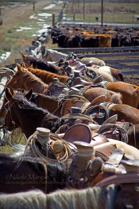 Beautiful Western Photography, Wilde Westen, Rodeo Life, Western Life, Cowboy Horse, Western Riding, Western Aesthetic, Horse Crazy, Ranch Life