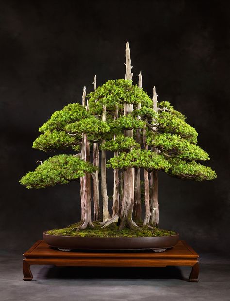 Iconic Bonsai; Goshin by John Naka. #bonsai                                                                                                                                                                                 More Bonsai For Beginners, Bonsai Forest, Bonsai Tree Types, Bonsai Care, Flowering Cherry Tree, Japanese Bonsai, Gladioli, Indoor Bonsai, Cherry Blossom Festival