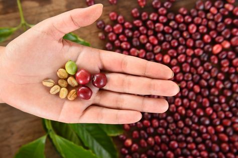 Hand holding coffee beans in the palm of the hand with stacked coffee berries in the backgruound Berry Benefits, Coffee Berry, Coffee Cherry, Benefits Of Berries, Holding Coffee, Health Improvement, About Coffee, Removable Wall Murals, Hand Holding