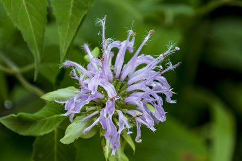 Wild Bergamot Is Medicinal and Edible - Lost In The Ozarks Wild Bergamot Plants, Wild Bergamot Uses, Witchy Flowers, Bergamot Plant, Foraging Plants, Bergamot Flower, Bee Balm Plant, Wild Bergamot, Health Remedy