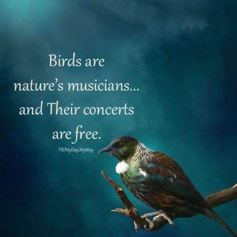 Mother Of Four, Bird Quotes, Never Be The Same, My Precious, Nature Quotes, Daily Inspiration Quotes, Wonderful Words, Animal Quotes, Amazing Quotes