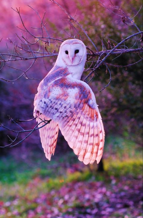 Beautiful Nature Photos, Owl Hoodie, Tier Tattoo, World Nature, Bird Of Prey, Owl Pictures, Pretty Animals, Owl Necklace, Silly Animals