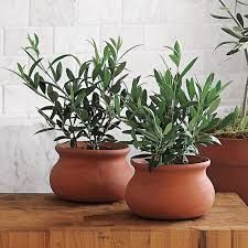 Terra Cotta Pots, Terra Cotta Clay Pots, Tree Seedlings, Blue Agave, Black Olives, Terracotta Clay, Potted Trees, Olive Trees, Design Grafico