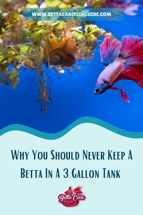 Thinking about a home for your new betta? If you're asking 'can you keep a betta in a 3 gallon tank?' we have the answers. Dive into our in-depth discussion about betta fish tank sizes. Let's help you create the perfect living space for your betta! 3 Gallon Fish Tank, Betta Care, Betta Tank, Betta Fish Tank, Cool Tanks, Betta Fish, Fish Tank, How To Find Out, Blog Posts