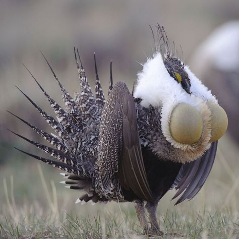 Sage Grouse, Wild Chicken, Raptors Bird, Dnd Funny, Fly Free, Unusual Animals, Extinct Animals, Game Birds, Beautiful Bird