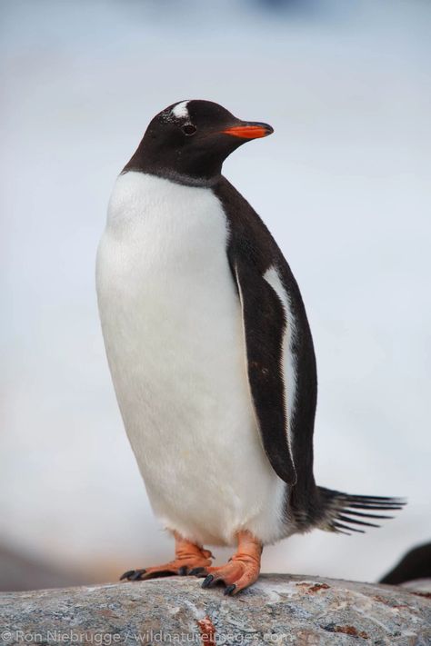 Gentoo Penguin Antarctica Photography, Royal Penguin, March Of The Penguins, Galapagos Penguin, Animals Africa, Penguin Images, Penguin Parade, Penguin Pictures, Penguin Species