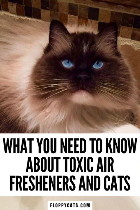 What You Need to Know About Toxic Air Fresheners and Cats | Pet Health Warning Signs | Toxic Things for Cats | Things Toxic to Cats | Things That Are Toxic to Cats | How to Keep Indoor Cat Safe | Pet Safety | Cat Health Tips #cathealthtips #toxicairfresheners #thingstoxictocats Things That Are Toxic To Cats, Plug In Air Fresheners, Things For Cats, Essential Oils Cats, Himalayan Persian Cats, Toxic To Cats, Cinnamon Candle, Cat Proofing, Persian Cats