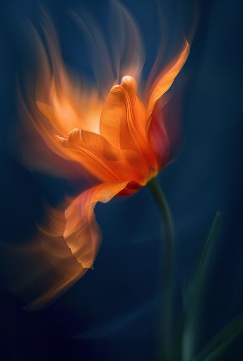 #blurred #flowers #artphotography Blurred Movement Photography, Blurred Painting, Red Cinematography, Modern Still Life Photography, Exploding Flowers, Blurry Flowers, Blurred Flowers, Motion Blur Photography, Movement Photography