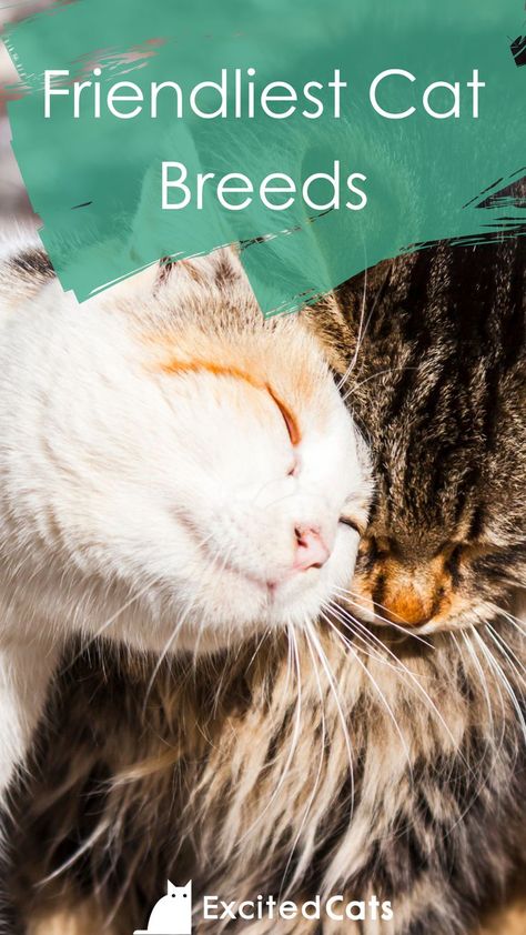 Types Of Cats Breeds, Different Cat Breeds, Breeds Of Cats, Different Types Of Cats, Most Popular Cat Breeds, Domestic Cat Breeds, Asian Leopard Cat, Calming Cat, Rare Cats