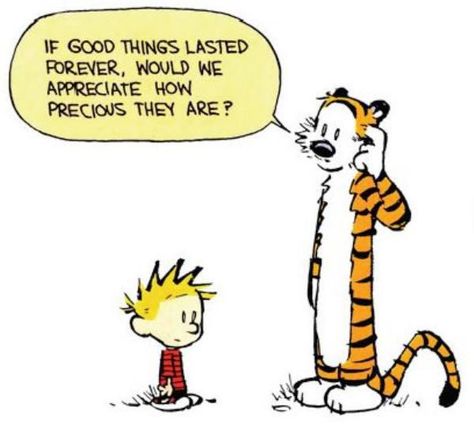 Life lessons from everyone's favorite six-year-old boy                                                                                                                                                                                 More Thought Bubble, A Thought, A Tiger, Calvin And Hobbes, Cartoon Character, A Cat, Good Things, Quotes