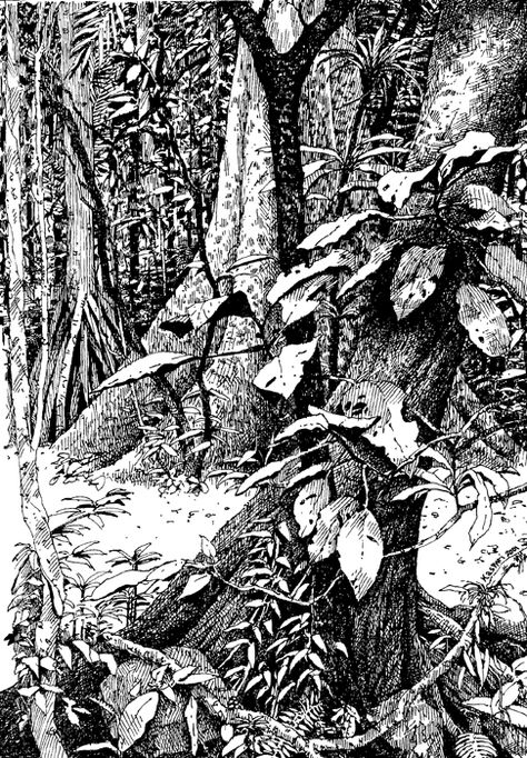 BCIShannonTrail2001 Ink Drawing Techniques, Forest Drawing, Sketch Pen, Drawing Eyes, Arte Alien, White Drawing, Nature Background, Pencil Pen, Pen Sketch