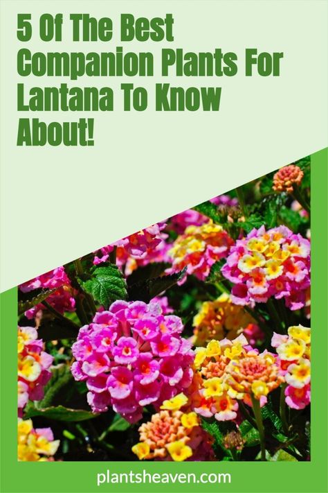 This guide will discuss everything you need to know about the lantana plant, how to care for it, the different varieties of lantana, and the best companion plants for lantana you need to know about. Lantana In Flower Beds, Lantana Tree In Pots, Lantana Companion Plants, Lantana Landscaping, Lantana Flowers In Pots, Lantana Bush, Mixed Flower Pots, Purslane Plant, Planter Boxes Flowers