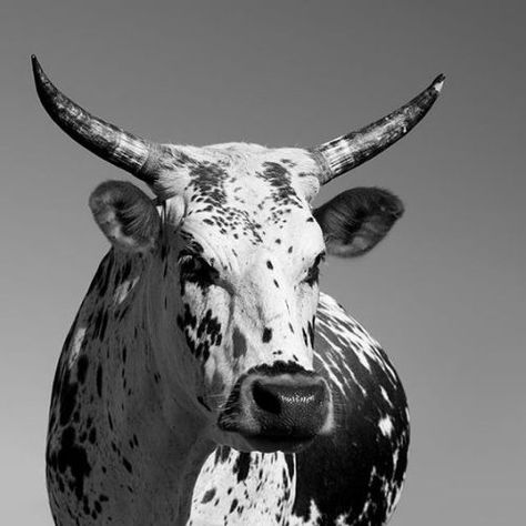 TheBeautyofBulls Cow Black And White, Nguni Cows, Nguni Cattle, Bespoke Decor, Amp Furniture, Cow Photography, Longhorn Cattle, Black And White Cow, Bull Art