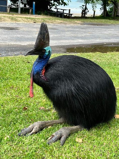 Cassowary Cassowary Tattoo, Cassowary Drawing, Cassowary Illustration, Cassowary Art, Southern Cassowary, Sketches Nature, Cassowary Bird, Feather With Birds Tattoo, Bird Crochet