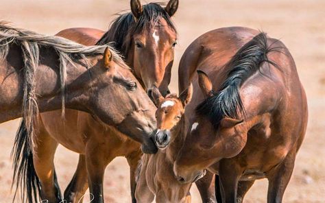 Animal advocates are always fighting to protect our country’s wild horses, and now their efforts have resulted in an impressive victory — a herd of 78 wild horses has been saved! Wild Horse Pictures, Horse Herd, Wild Mustangs, Baby Horses, All About Horses, All The Pretty Horses, Draft Horses, Wild Horse, Cute Horses