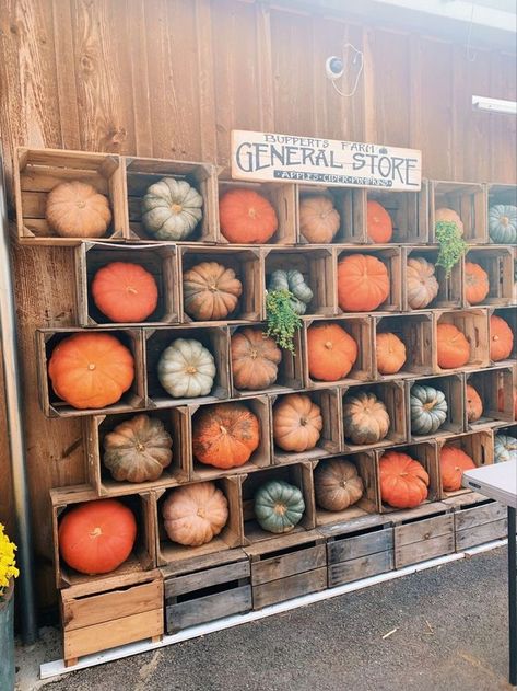 Fall Vendor Market, Fall Farmstand Displays, Fall Farmers Market Display, Farmers Market Pumpkin Display, Fall Market Display Ideas, Gourd Display Ideas, Fall Farm Decor, Fall Farm Market, Garden Market Ideas