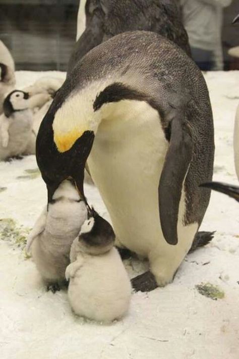 Penguin Penguin Pictures, Nom Nom Nom, Penguin Love, Precious Animals, Baby Penguins, Animal Alphabet, Silly Animals, Cute Penguins, Sweet Animals