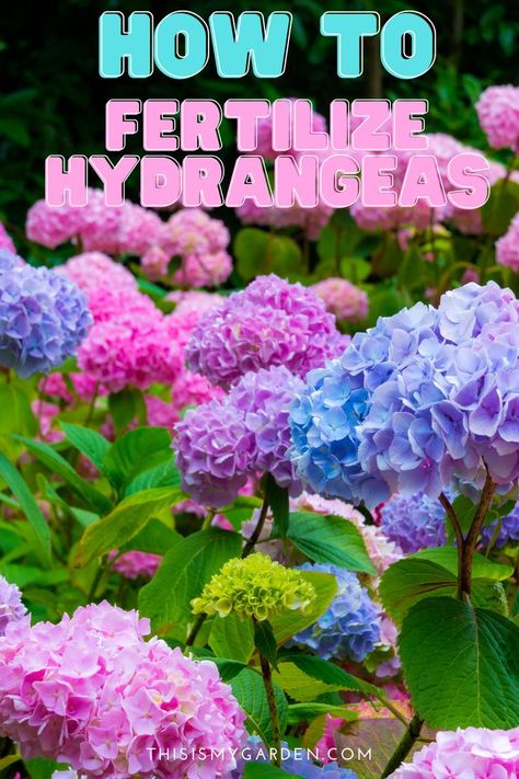 Hydrangea Fertilizer, Hydrangea Plant Care, When To Prune Hydrangeas, Pruning Hydrangeas, Hydrangea Landscaping, Types Of Hydrangeas, Hydrangea Varieties, Hydrangea Bloom, Hydrangea Care