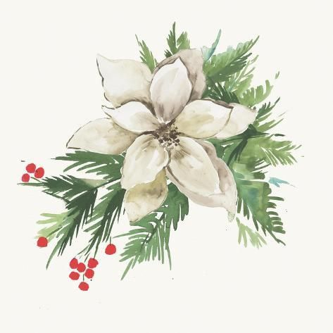 size: 12x12in Art Print: White Poinsettia by PI Studio : Watercolor Christmas Cards Diy, White Poinsettia, Printable Vintage Art, Christmas Card Art, Watercolor Christmas Cards, Art Carte, Watercolor Art Lessons, Christmas Flowers, Christmas Paintings