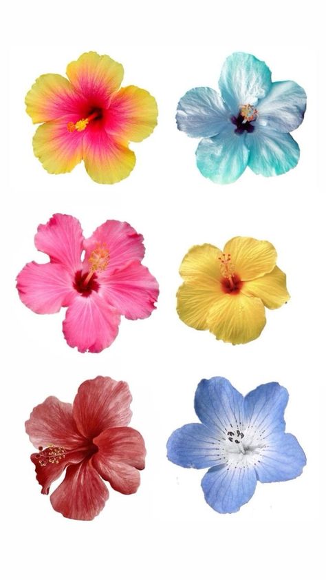 Hibiscus Flower Wallpaper Aesthetic, Hibiscus Hawaii, Thank U Cards, Sweet Sixteen Birthday Party Ideas, Hawaii Flowers, Blue Hibiscus, Flowers Summer, Flower Therapy, Summer Wallpaper