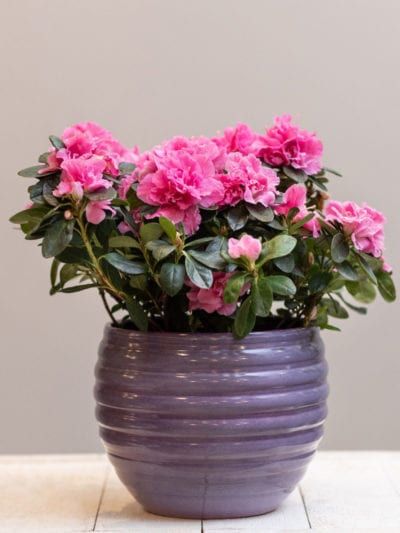 Azalea Plant, Azaleas Care, Rhododendron Plant, Bonsai Tree Care, Azalea Flower, Dracaena Plant, Indoor Flowering Plants, Plant Indoor, Iron Plant