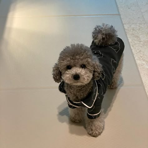 Taeyeon Zero, Toy Poodle Haircut, Dog Haircut, Grey Poodle, Poodle Hair, Black Poodle, Cute Doggos, Toy Poodles, Toy Poodle Puppies