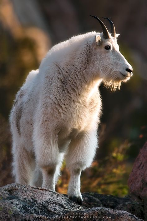 Zack Clothier on 500px Mountain Goats, Animals Photos, Mule Deer, Mountain Goat, Baby Goats, Manx, African Animals, Wildlife Animals, Animals Of The World