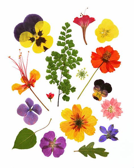 Collage Flowers, Press Flowers, Flowers Printable, Scrapbook Printing, Collage Book, Flower Collage, Create Picture, Pressed Flower Art, Crafts To Make And Sell