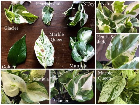 Variegated Pothos varieties leaves compared side by side and also with closeups  #variegated #pothos #pothosvarieties #GlacierPothos #marblequeen #pothosnjoy #manjula #pearlsandjade #Epipremnum #njoy Pothos Varieties, Pothos Plant Care, Indoor Gardening Supplies, Diy Garden Patio, Plant Care Houseplant, Pothos Plant, Patio Garden Design, Variegated Plants, Indoor Gardens