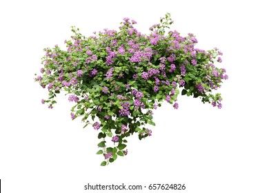 Bush Images, Stock Photos & Vectors | Shutterstock Flower Bush, Single Flowers, Photoshop Textures, Plant Drawing, Red River, Flowering Vines, Single Flower, Architecture Visualization, Purple Flower