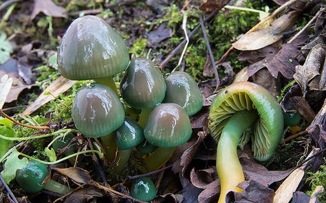 Waxcap Mushroom, Parrot Waxcap, Slime Mold, Mushroom Images, Green Parrot, Slime Mould, Lichen Moss, Mushroom Fungi, Wild Plants