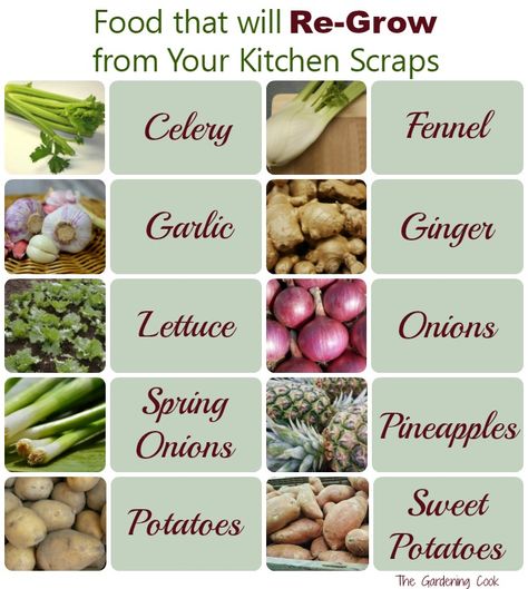 There are lots of foods that will regrow from Kitchen scraps. See how to turn your kitchen left overs into more food. thegardeningcook.com Growing Food From Scraps, Regrow Veggies, Regrow Vegetables, Growing Sweet Potatoes, Heirloom Tomato Seeds, Growing Ginger, Kitchen Scraps, Grow Avocado, Growing Veggies